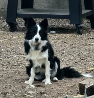 AZ-FEMALES, a female Border Collie for sale in Show Low, AZ – 5 of 6