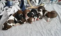 Gage-red tipped sable, a male English Springer Spaniel for sale in Show Low, AZ – 3 of 10