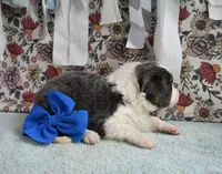 AZ-Jules (blue/white tri), a female Border Collie for sale in Show Low, AZ – 4 of 10