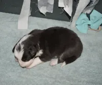 AZ-Zena (tweed/slate merle), a female Border Collie for sale in Show Low, AZ – 3 of 10