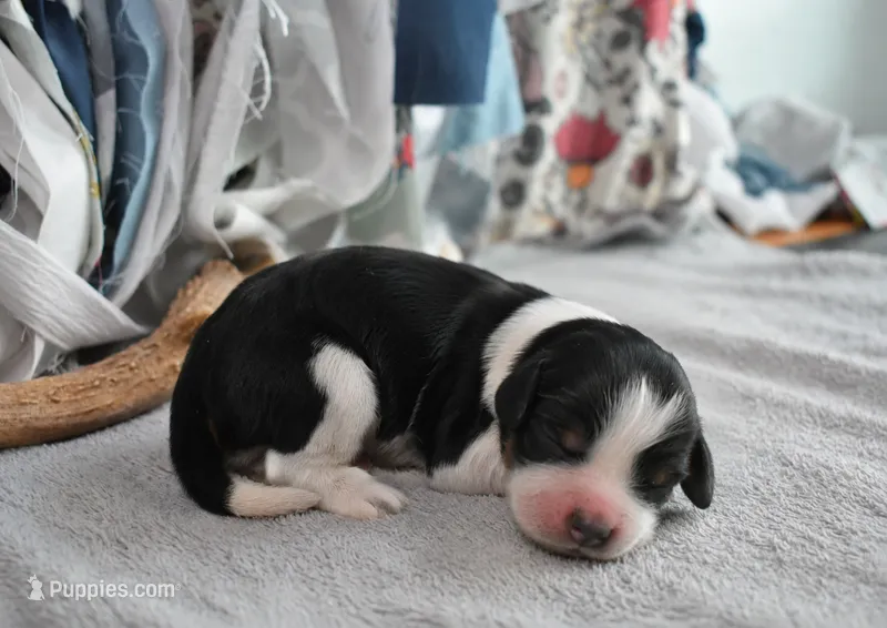 Gunner-Blk Tri – English Springer Spaniel puppy for sale in Show Low, AZ