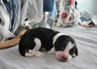 Gunner-Blk Tri, a male English Springer Spaniel for sale in Show Low, AZ – 1 of 9