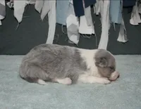 AZ-Dusty (LILAC Merle), a male Border Collie for sale in Show Low, AZ – 3 of 10