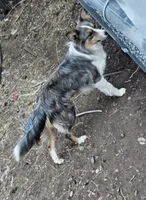 AZ-Hank (LILAC), a male Border Collie for sale in Show Low, AZ – 4 of 6