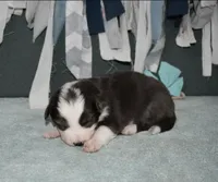 AZ-Zena (tweed/slate merle), a female Border Collie for sale in Show Low, AZ – 5 of 10