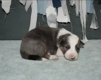 AZ-Jett (blue merle), a male Border Collie for sale in Show Low, AZ – 5 of 10