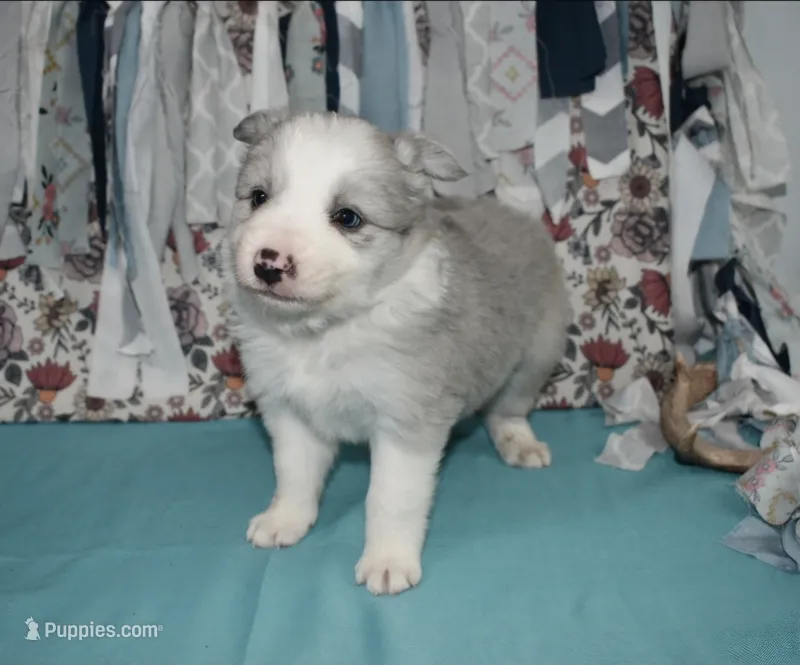 AZ-Hank (LILAC) – Border Collie puppy for sale in Show Low, AZ