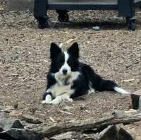 AZ-MALES, a male Border Collie for sale in Show Low, AZ – 3 of 6