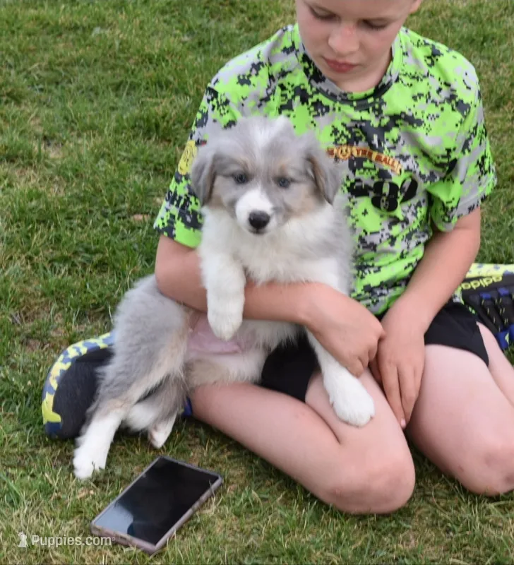 AZ-Dusty (LILAC Merle) – Border Collie puppy for sale in Show Low, AZ
