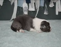 AZ-Rivers, a male Border Collie for sale in Show Low, AZ – 4 of 10