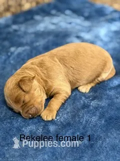 Bekelee female 1 – Miniature Goldendoodle puppy for sale in La Center, KY