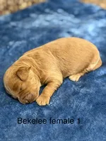 Bekelee female 1, a female Miniature Goldendoodle for sale in La Center, KY – 1 of 1