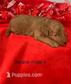 Sloane male 4
