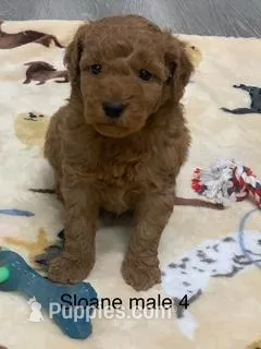 Sloane male 4