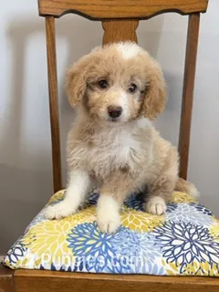 miniature Bordoodle – Bordoodle puppy for sale in La Center, KY