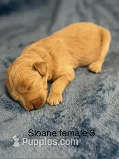 Sloane fe3 – Miniature Goldendoodle puppy for sale in La Center, KY