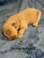 Sloane fe3, a female Miniature Goldendoodle for sale in La Center, KY – 1 of 1