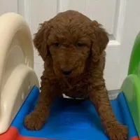 Bekelee male 4, a male Miniature Goldendoodle for sale in La Center, KY – Photo 2 of 3
