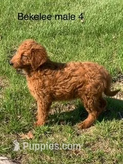 Bekelee male 4 – Miniature Goldendoodle puppy for sale in La Center, KY