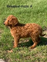 Bekelee male 4, a male Miniature Goldendoodle for sale in La Center, KY – Photo 1 of 3