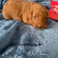 Bekelee male 4, a male Miniature Goldendoodle for sale in La Center, KY – Photo 3 of 3