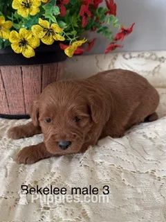 Bekelee male 3 – Miniature Goldendoodle puppy for sale in La Center, KY
