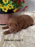 Bekelee male 3, a male Miniature Goldendoodle for sale in La Center, KY – 2 of 3