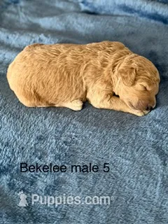 Bekelee male 5 – Miniature Goldendoodle puppy for sale in La Center, KY
