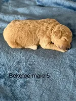 Bekelee male 5, a male Miniature Goldendoodle for sale in La Center, KY – 1 of 1
