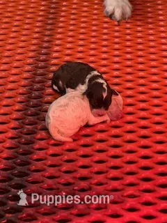 miniature Bordoodle – Bordoodle puppy for sale in La Center, KY