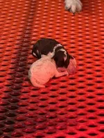 miniature Bordoodle, a female Bordoodle for sale in La Center, KY – 1 of 1