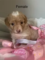 miniature Bordoodle, a female Bordoodle for sale in La Center, KY – 3 of 5