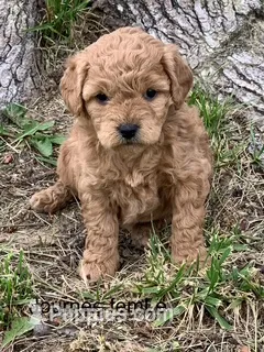 Journee female – Miniature Goldendoodle puppy for sale in La Center, KY
