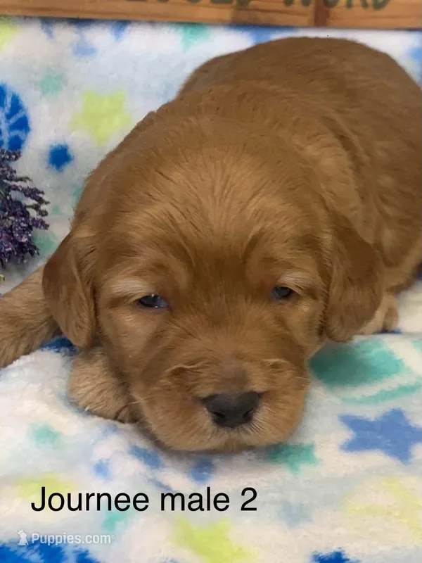 male 2 Journee – Miniature Goldendoodle puppy for sale in La Center, KY
