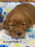 male 2 Journee, a male Miniature Goldendoodle for sale in La Center, KY – 1 of 1
