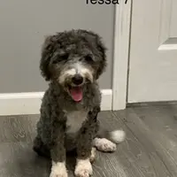 Tessa male 7, a male Miniature Bernedoodle for sale in La Center, KY – Photo 2 of 2