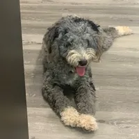 Tessa male 7, a male Miniature Bernedoodle for sale in La Center, KY – Photo 1 of 2