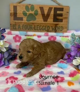 Journee female – Miniature Goldendoodle puppy for sale in La Center, KY