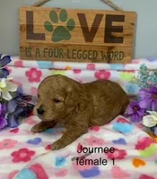 Journee female, a female Miniature Goldendoodle for sale in La Center, KY – 1 of 1