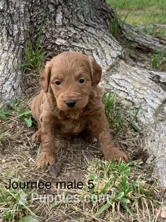 male 5 Journee – Miniature Goldendoodle puppy for sale in La Center, KY