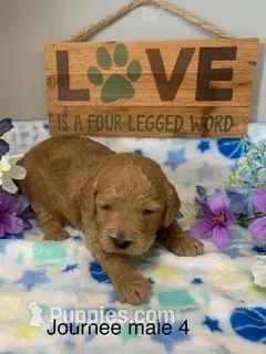 male 4 Journee – Miniature Goldendoodle puppy for sale in La Center, KY