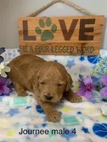 male 4 Journee, a male Miniature Goldendoodle for sale in La Center, KY – 1 of 1
