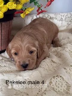 Bekelee male 4 – Miniature Goldendoodle puppy for sale in La Center, KY