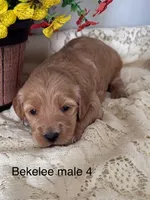 Bekelee male 4, a male Miniature Goldendoodle for sale in La Center, KY – 2 of 3