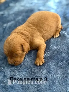 Bekelee male 3 – Miniature Goldendoodle puppy for sale in La Center, KY