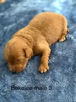 Bekelee male 3, a male Miniature Goldendoodle for sale in La Center, KY – 1 of 1