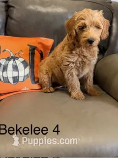 Bekelee male 4 – Miniature Goldendoodle puppy for sale in La Center, KY