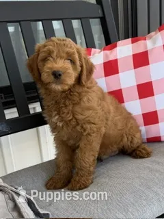 male 5 Journee – Miniature Goldendoodle puppy for sale in La Center, KY