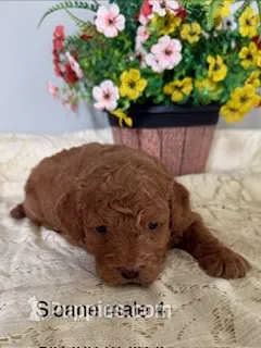 Sloane male 4 – Miniature Goldendoodle puppy for sale in La Center, KY