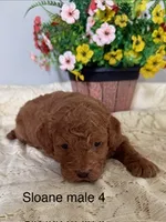 Sloane male 4, a male Miniature Goldendoodle for sale in La Center, KY – 2 of 3